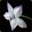 Neofelis