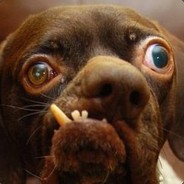 Ugly Dog avatar