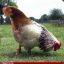 Mystical Rooster