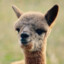 Alpacca