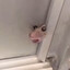 Smushed Rat Eyes Popping Out
