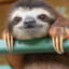 The Lazy Sloth