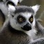 Lemur