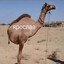 dixxo0l