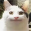 猫是noob：、