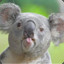 Koalafied