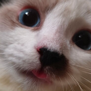 你要对一只小猫做什么呢