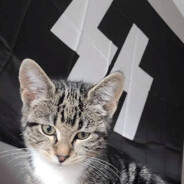 норд ост енжойер