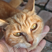 自然选择号，前进四！