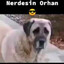 Where are you Orhan