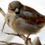 Sparrow