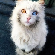 Участник