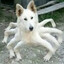 SPOLF