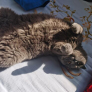 屠夫小哥哥别挂我