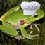 Froggy Chef