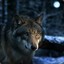 lone_Wolf
