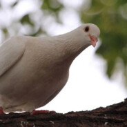 一条试图蠕动的区