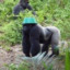 Gorilla With Nice Hat