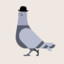 Undercover Pigeon