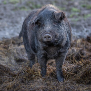 przeterminowany_bigos