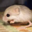 тушканчик