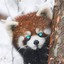 A Red Panda