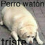 Perro Guaton