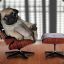 pug on a chair