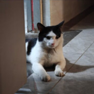 笨蛋总是流眼泪