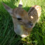 Babydeer