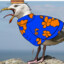 Seagull_Emperor