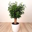 ficus