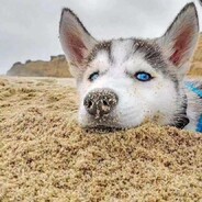 姐姐开门我安在