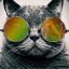 WHOISDATCAT