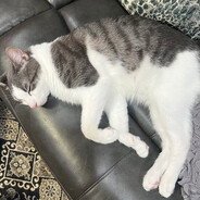 Pard3sh