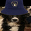 Brewers Dog