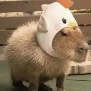 动物园狙击手卡皮巴拉