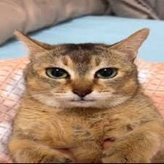 nonchalant feline gentleman