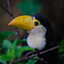 little toucan