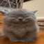 Gatto(Ծ‸ Ծ)