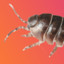 Woodlouse