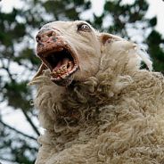 Grinninglamb