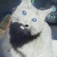 Nikiforich