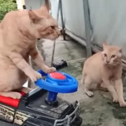 52 orange cats
