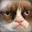 Cat Meme☻