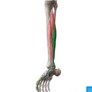 FlexorDigitorumlongus