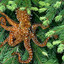 Treeoctopus &lt;Velk.ca&gt;