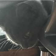 猫吃鸡顾的小受