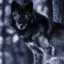 Black_wolf