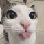 the_qnd